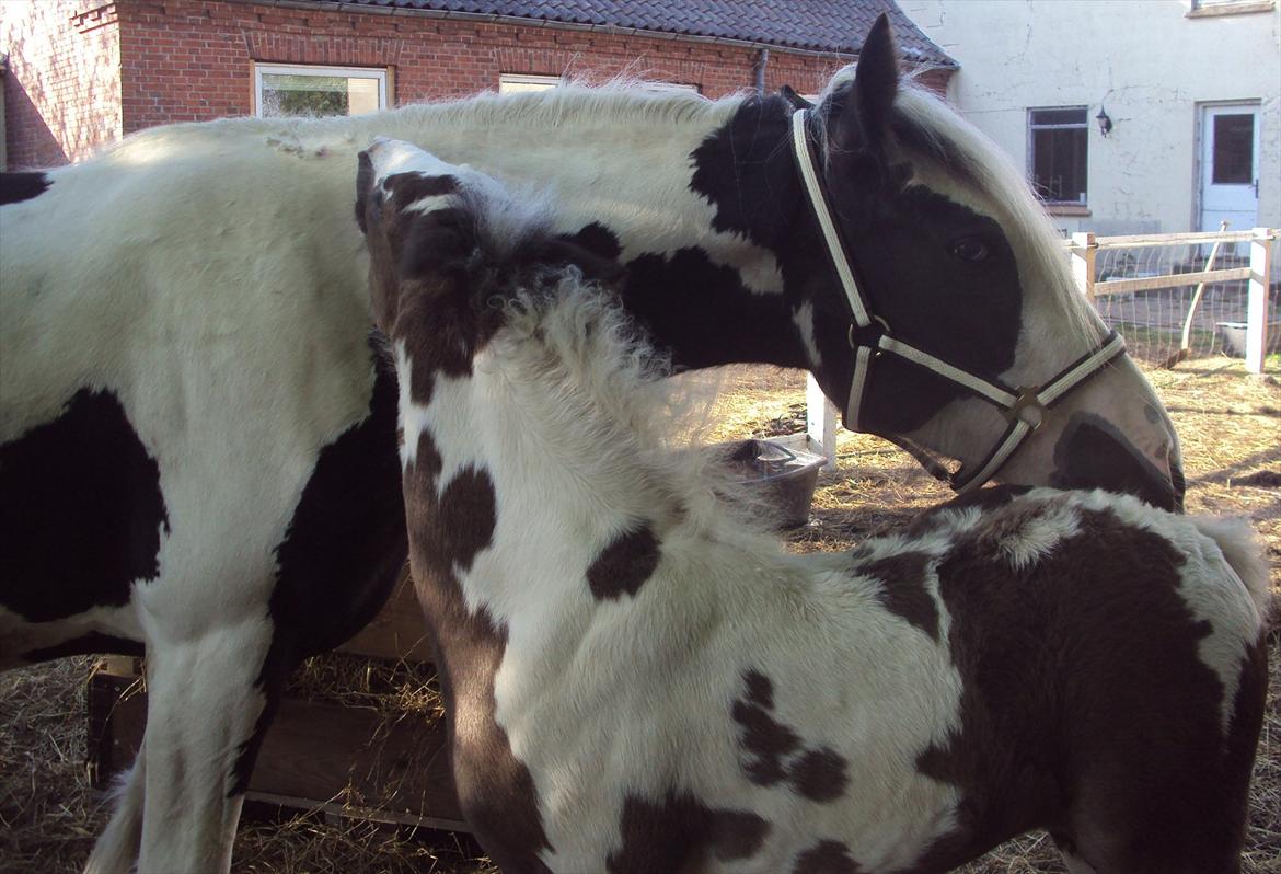Irish Cob Crossbreed S.C. Palomita Mi Amore <3. billede 6