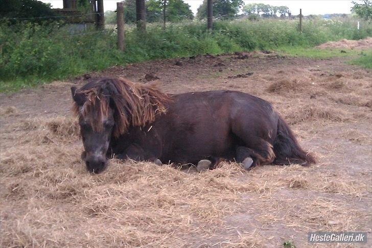 Shetlænder Ravnsagergaards Musse (Mulle) <3 - Når hende den lækre ligger ned:-) 
Foto: Linda billede 7