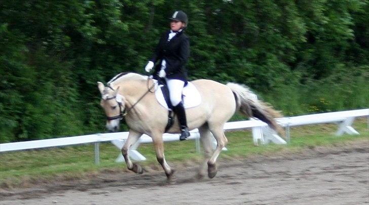 Fjordhest Aija Romeo billede 5