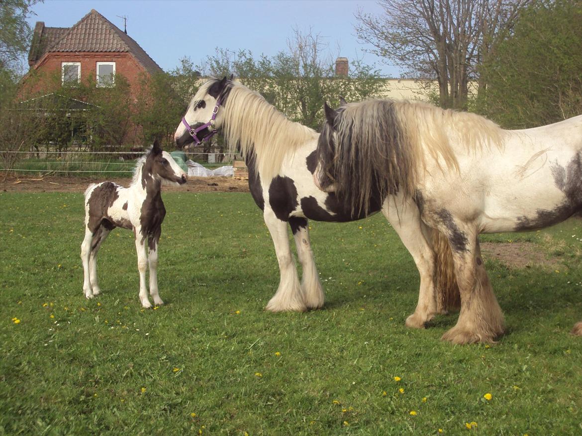 Irish Cob Crossbreed S.C. Palomita Mi Amore <3. - Palomita , Olissa & Morello billede 7