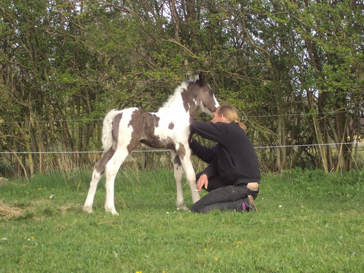 Irish Cob Crossbreed S.C. Palomita Mi Amore <3. billede 8
