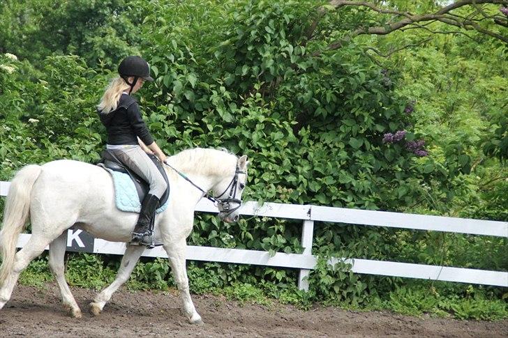 Welsh Pony (sec B) Apollon - polle <3 *SAVNES* - Jeg elsker dig <3 billede 9