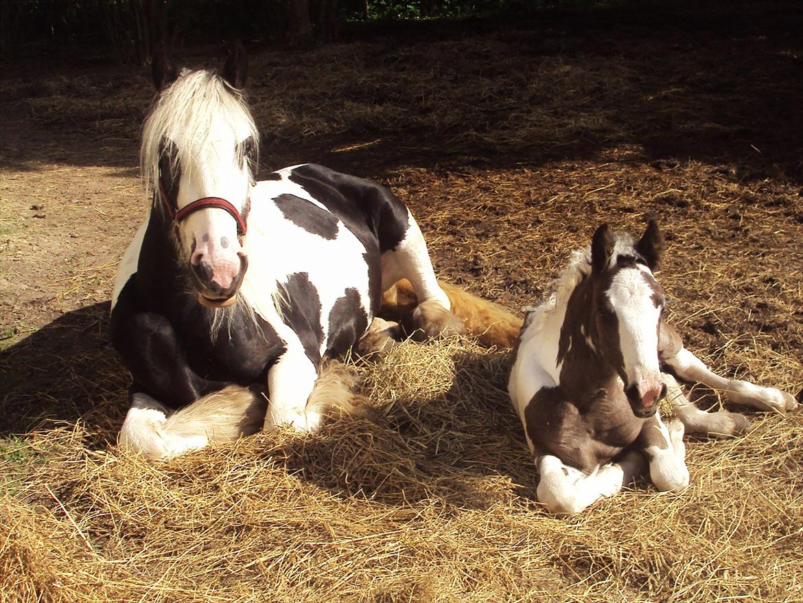 Irish Cob Crossbreed S.C. Palomita Mi Amore <3. billede 9