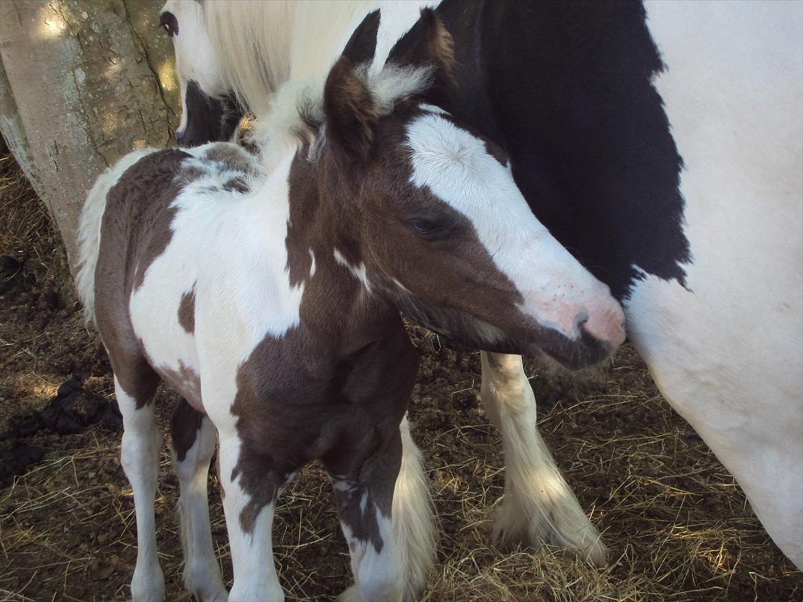 Irish Cob Crossbreed S.C. Palomita Mi Amore <3. billede 10