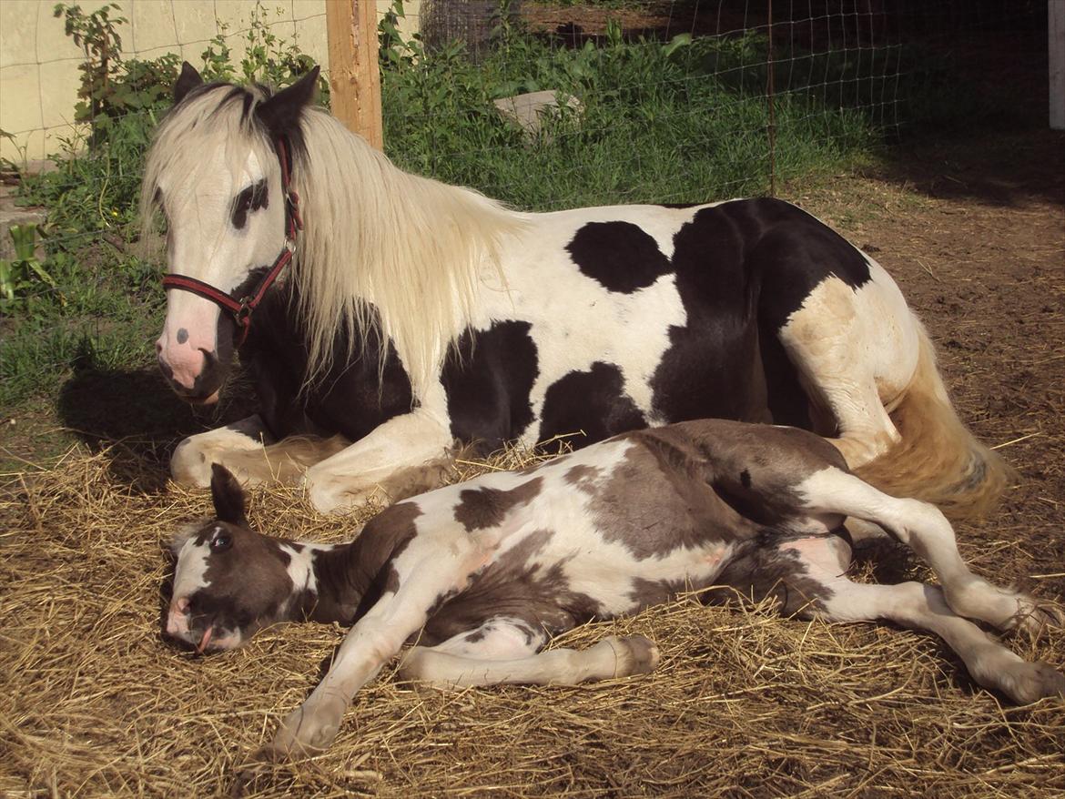 Irish Cob Crossbreed S.C. Palomita Mi Amore <3. - Mor og Datter <3 billede 11
