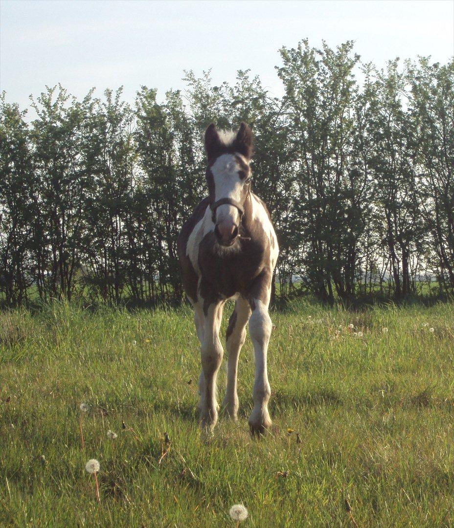 Irish Cob Crossbreed S.C. Palomita Mi Amore <3. - palo i fuld fart hen til madmor <3 billede 12