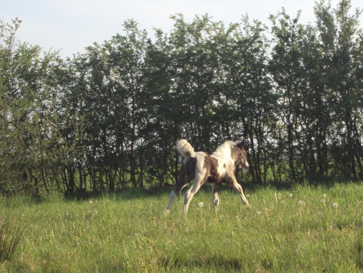 Irish Cob Crossbreed S.C. Palomita Mi Amore <3. billede 13