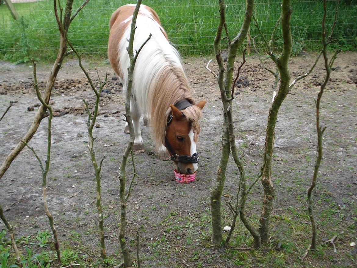 Shetlænder Engbjergaards Lilleprins - Prinsen <3 billede 8