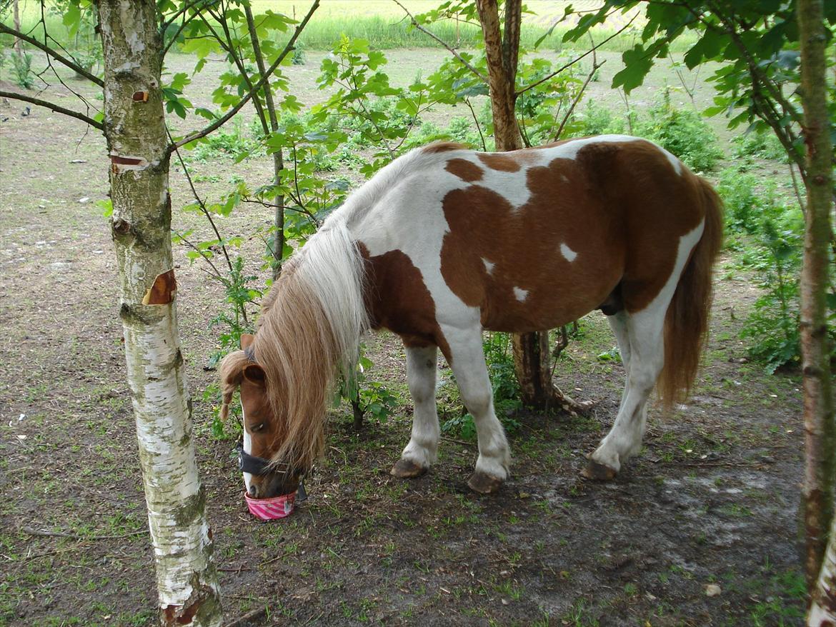 Shetlænder Engbjergaards Lilleprins - Sommer 2012 <3 billede 6
