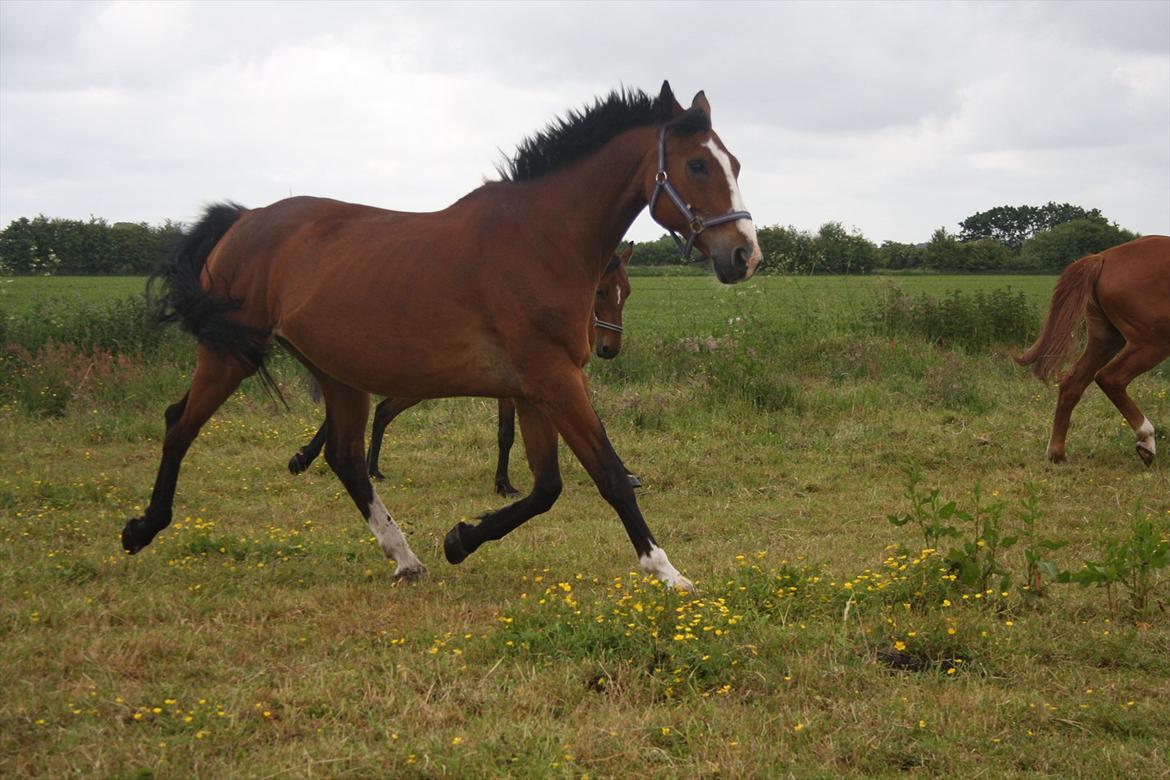 Anden særlig race Lutricia aka Tricia <3 - lækkermås!  billede 1