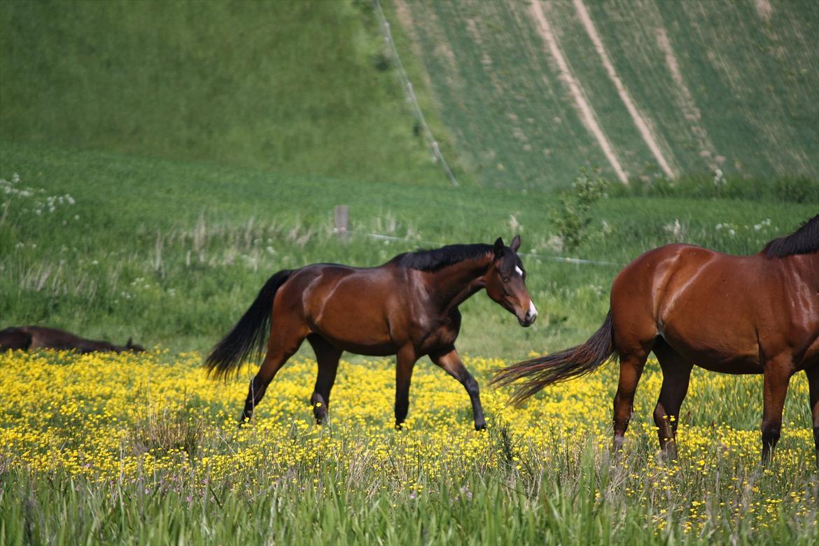 Dansk Varmblod Sweet Sixteen - smukke pige, sommerfold 2012 billede 11