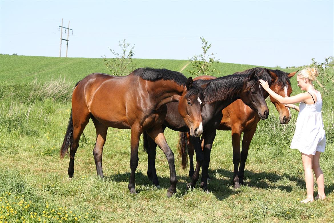 Dansk Varmblod Sweet Sixteen - Sweety, Sådan og Mirra på sommerfold 2012 billede 10