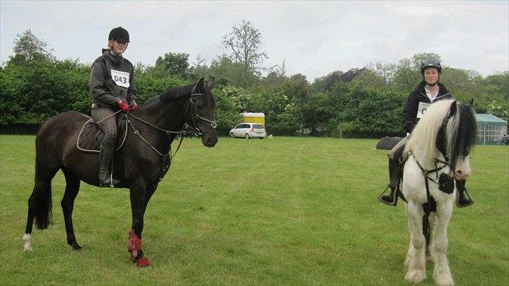 Trakehner Hamila. - Hippoaden 2012. 25 km. billede 15