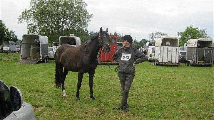 Trakehner Hamila. - Hippoaden 2012. 25 km. billede 16