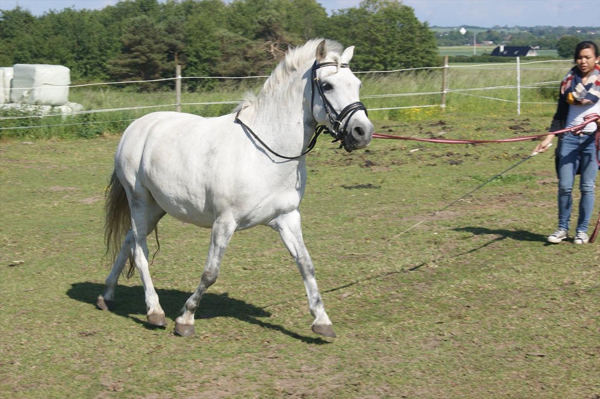 Anden særlig race Sunshine  billede 12