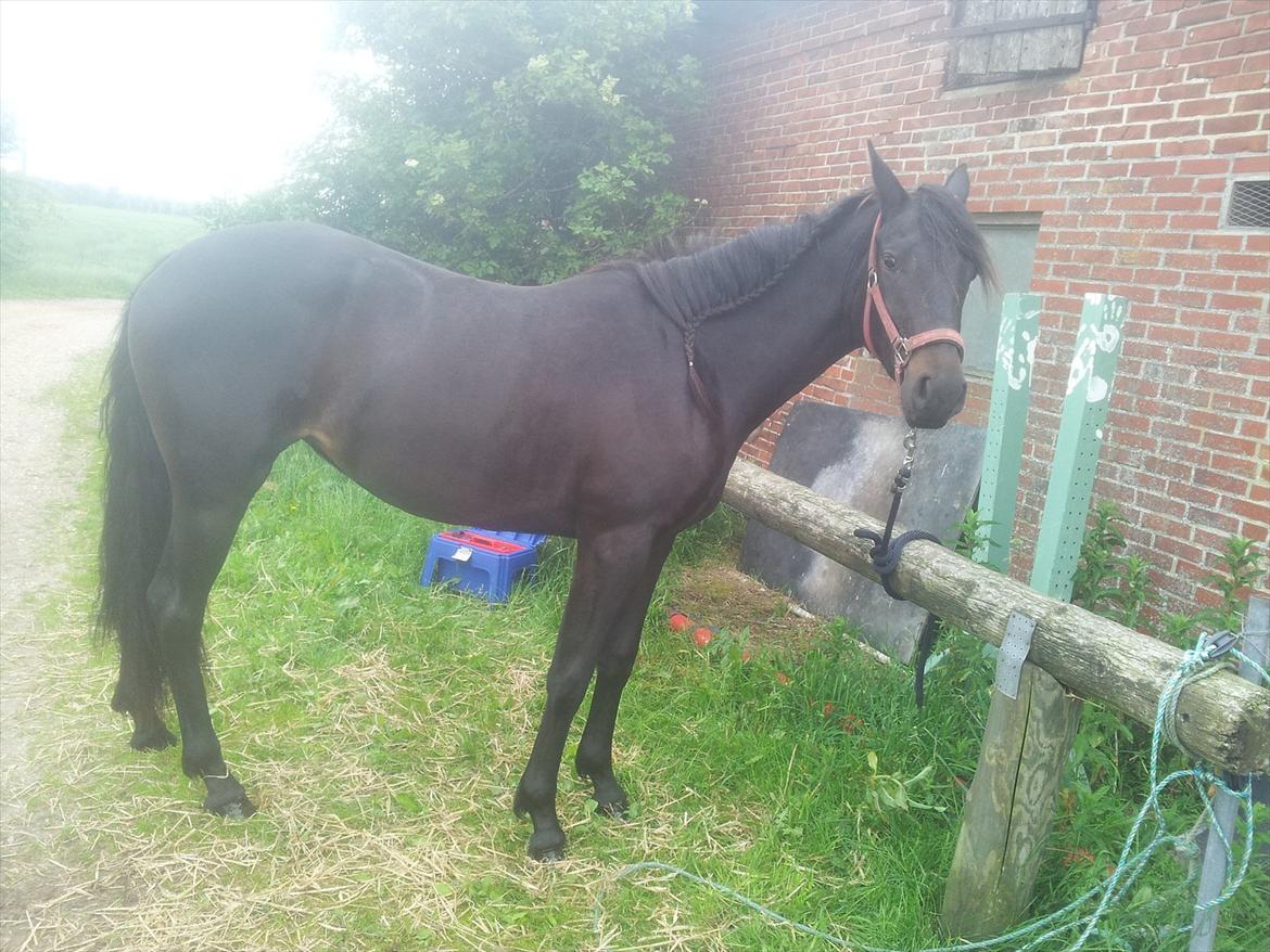 Anden særlig race Annabell - Annabell D. 17/6-2012  billede 1