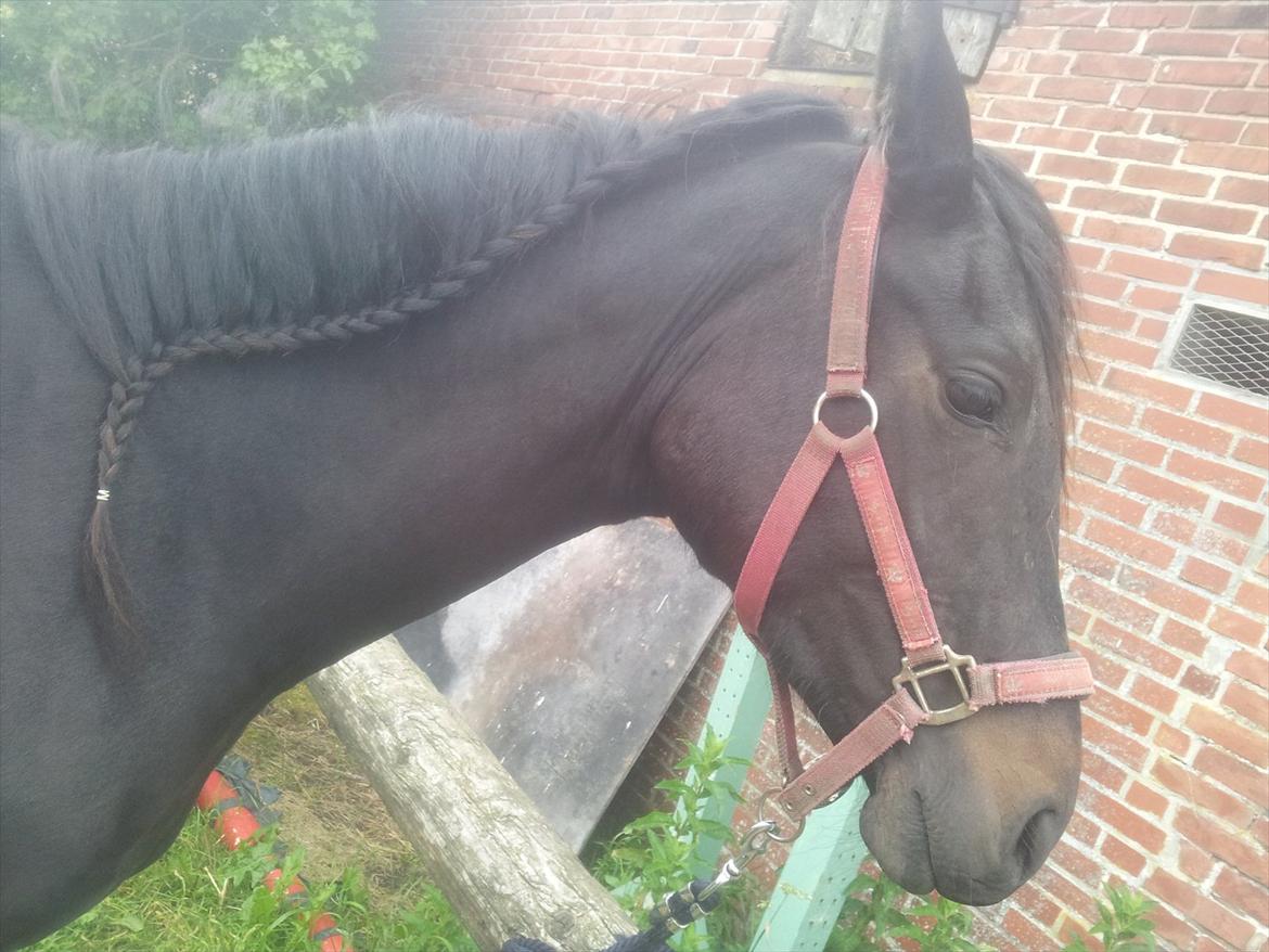 Anden særlig race Annabell - Annabell´s og min første fletning. billede 2