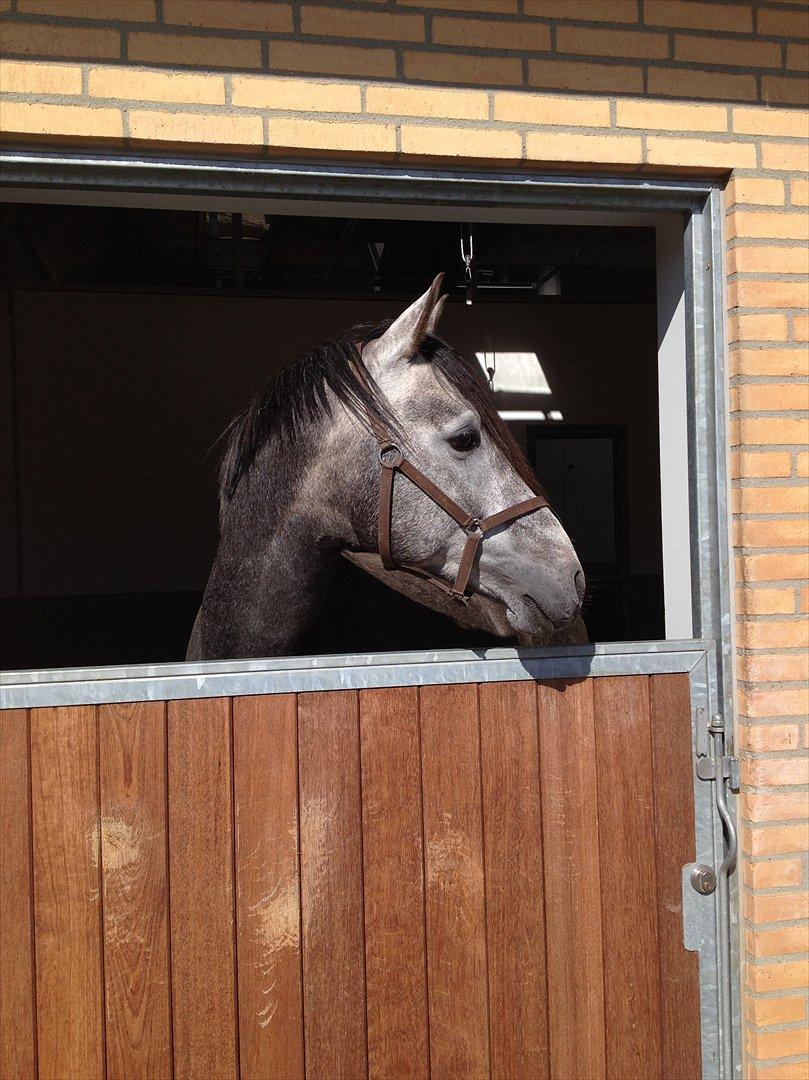 Sportsaraber (A) Matchless Fairytail - Sidste dag som hingst - på Ansager dyrehospital. Det var nogle finde bokse, hva' dreng? :-) billede 5