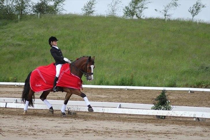Welsh Cob (sec D) Fjordglimt Mr. Kennedy - Fynsmester 2012 billede 14