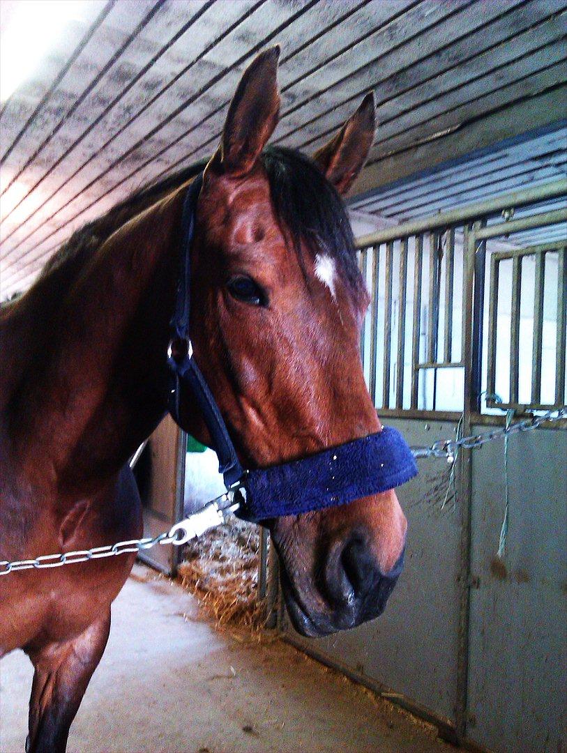 Anden særlig race Elipse - Hygge i stalden<3
Foto af: Mig billede 13