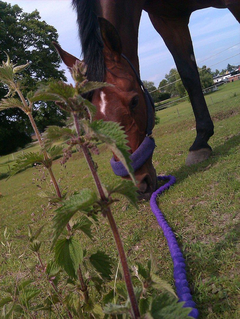 Anden særlig race Elipse - På folden :)
Foto af: Mig billede 14