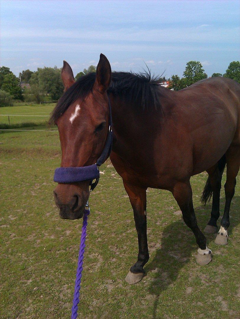 Anden særlig race Elipse - Folden xD<3
Foto af: Mig billede 15