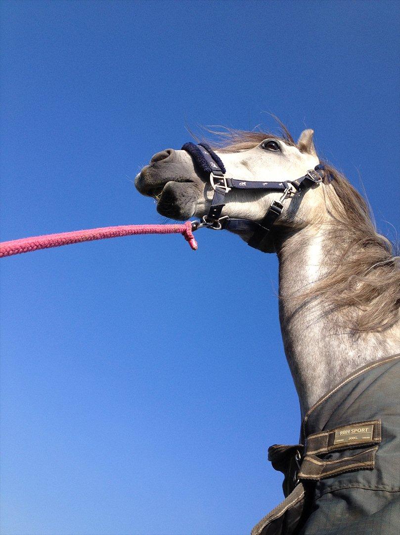 Sportsaraber (A) Makong The King R.I.P billede 19