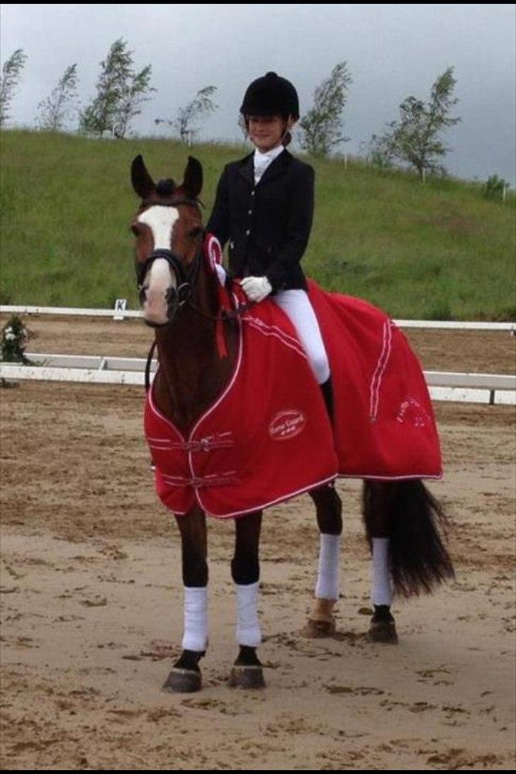 Welsh Cob (sec D) Fjordglimt Mr. Kennedy - Fynsmester 2012 billede 12