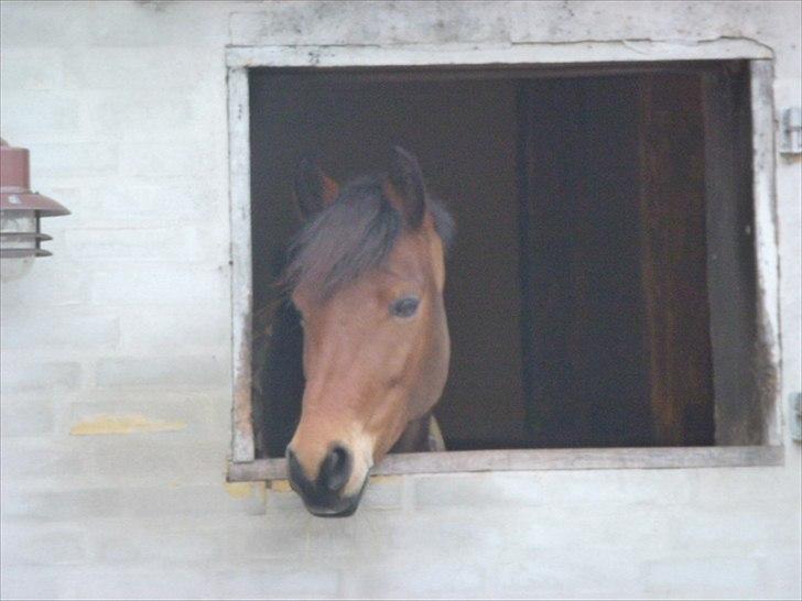 New Forest Flintegårdens Modesty<3 *soglt* - Madden der kigger ud af vinduet:) billede 2