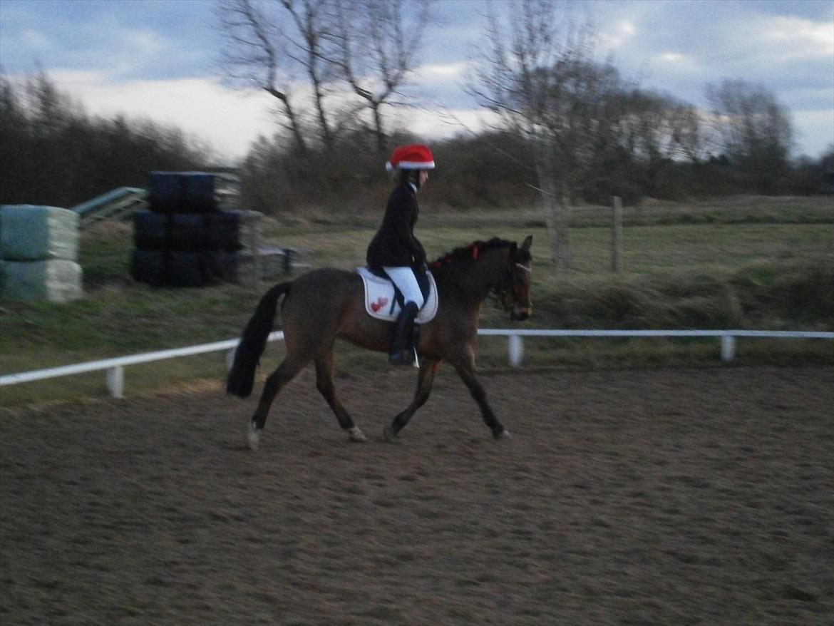 New Forest Flintegårdens Modesty<3 *soglt* - Emily min søster som rider dressur julestævne på LSR billede 3