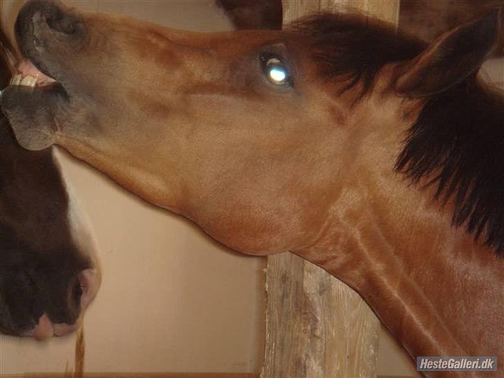 New Forest Flintegårdens Modesty<3 *soglt* - Maddy der smiler når hun har fået en godbid :) billede 4