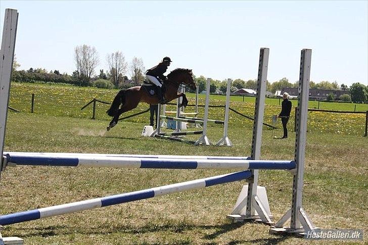 New Forest Flintegårdens Modesty<3 *soglt* - emily der springer på hende :) billede 6