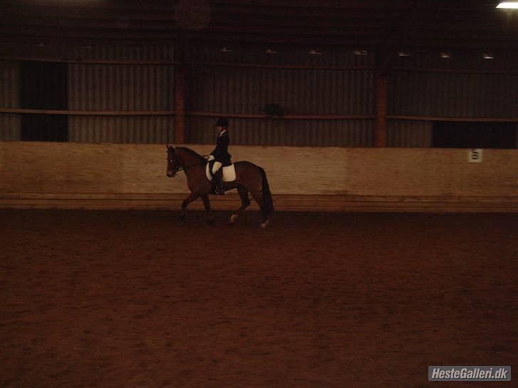 New Forest Flintegårdens Modesty<3 *soglt* - Dressur stævne med emily:) billede 7