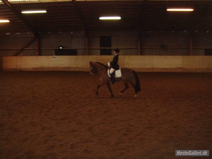 New Forest Flintegårdens Modesty<3 *soglt* - Dressur :D billede 8