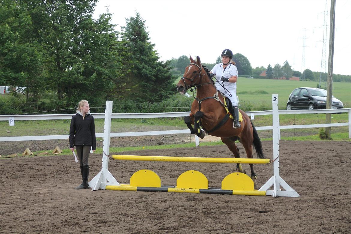 Anden særlig race Sunny -min solstråle<3 - stævne sunny <3 billede 17