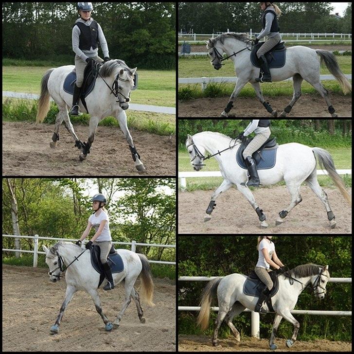 Anden særlig race Jasmin*Solgt )':* <3 - Lille samling af dressur-billeder. billede 14