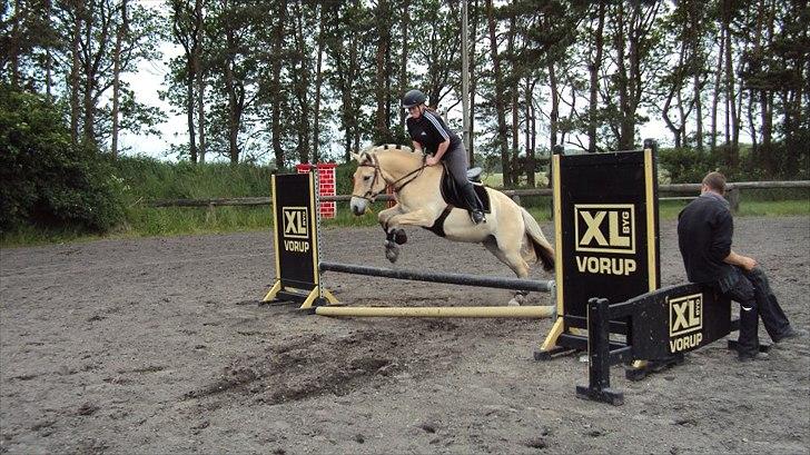 Fjordhest Højgaards Hjalte - Springtræning 15.06.12  billede 13