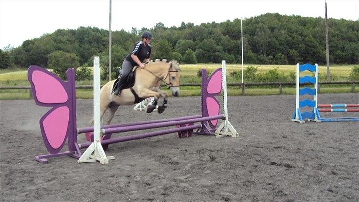 Fjordhest Højgaards Hjalte - Springtræning 15.06.12  billede 6