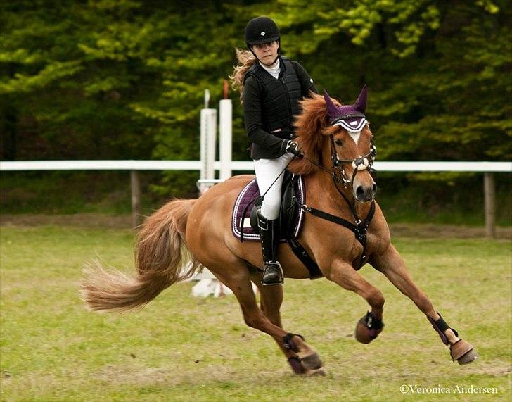 New Forest Foinix Dyrekjær - B-PONY! - Morsø 2012! <3 Foto: Veronica Andersen billede 17
