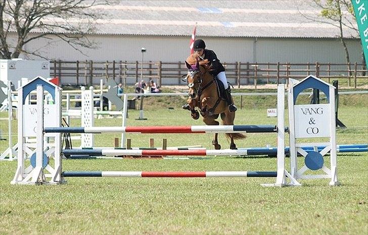 New Forest Foinix Dyrekjær - B-PONY! - MB** Morsø 2012 - hvor jeg blev b-rytter! :') billede 3