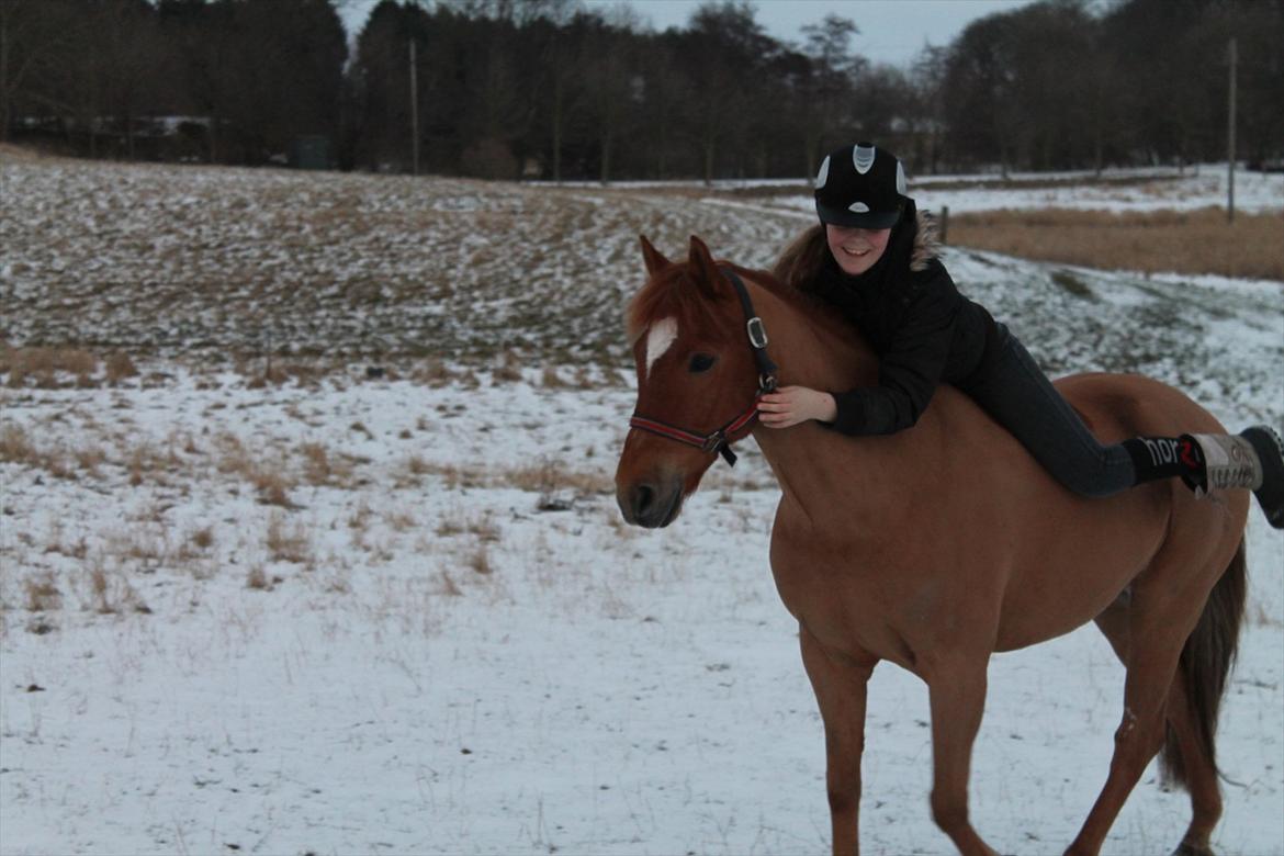 New Forest Foinix Dyrekjær - B-PONY! - vinter 2011/2012! <3 Foto: Amalie billede 19