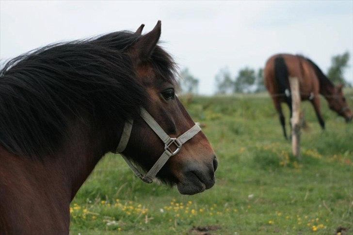 Anden særlig race Tawra *Min bedste ven* - Min drøm!<3 billede 3