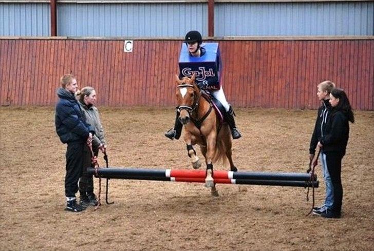 New Forest Foinix Dyrekjær - B-PONY! - Opvisning - Blidstrup efterskole 11/12! <3  billede 14