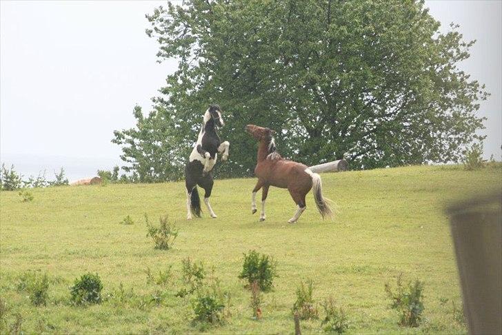 Pinto James - Jessey og James leger! billede 12