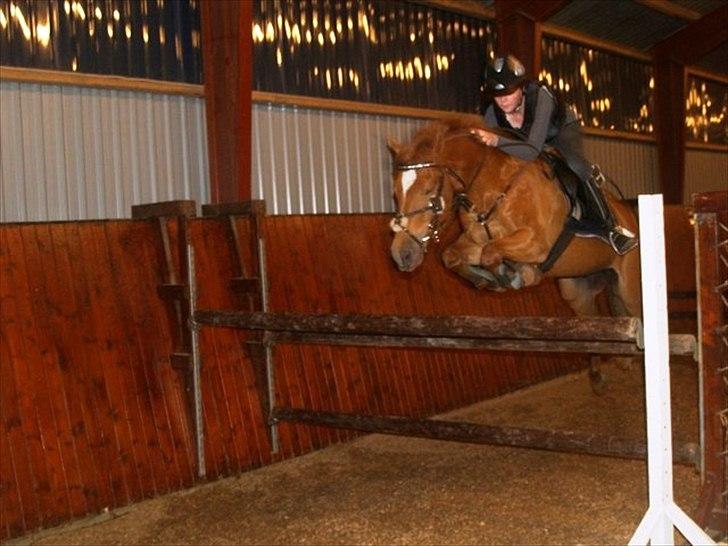 New Forest Foinix Dyrekjær - B-PONY! - basse! <3 Foto: Blidstrup Efterskole billede 20