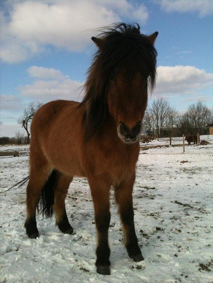 Islænder sleipnir fra Kastanjely (R.I.P) billede 16