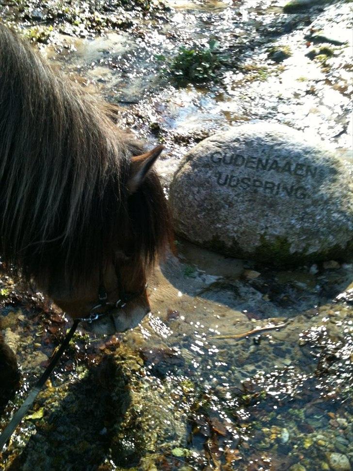 Islænder sleipnir fra Kastanjely (R.I.P) billede 17
