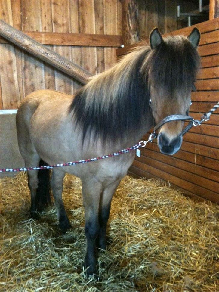 Islænder sleipnir fra Kastanjely (R.I.P) billede 1