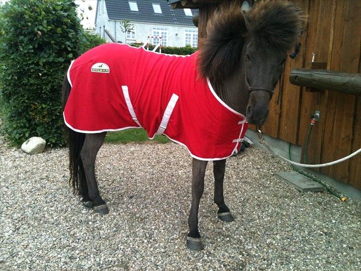 Islænder Svadilfari fra Godrumgård (solgt) billede 1