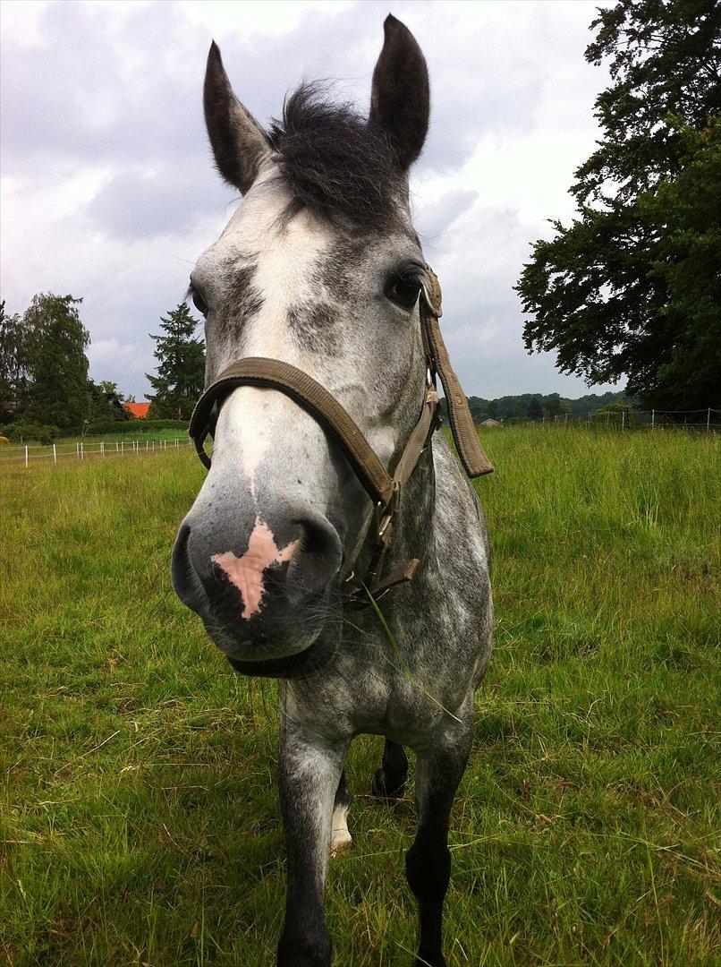 Hollandsk Sportspony Kylah W - hun nyder at have en kæmpe græsmark helt for sig selv :) billede 12